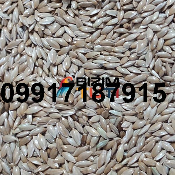 قیمت روز تخم کتان اردبیل امروز_2