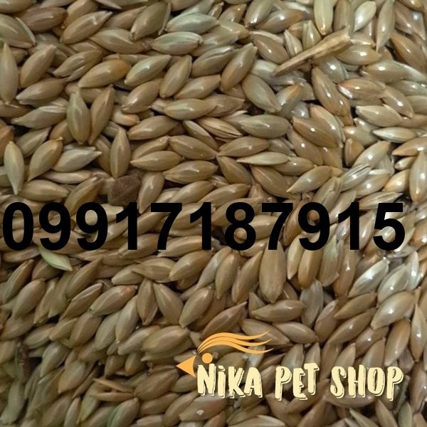 قیمت روز تخم کتان اردبیل امروز_8
