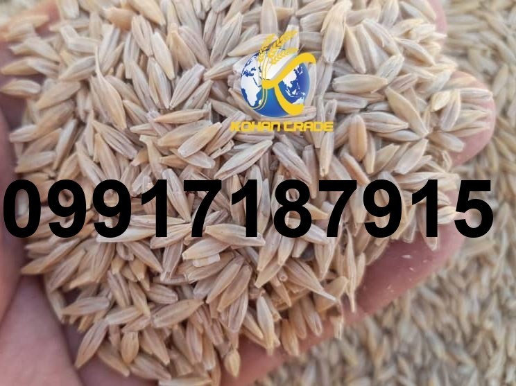 قیمت روز جو همدان_3