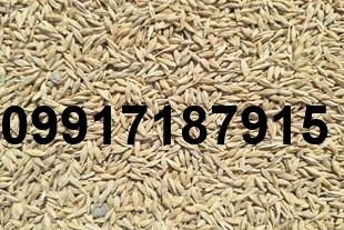 قیمت روز جو همدان_7