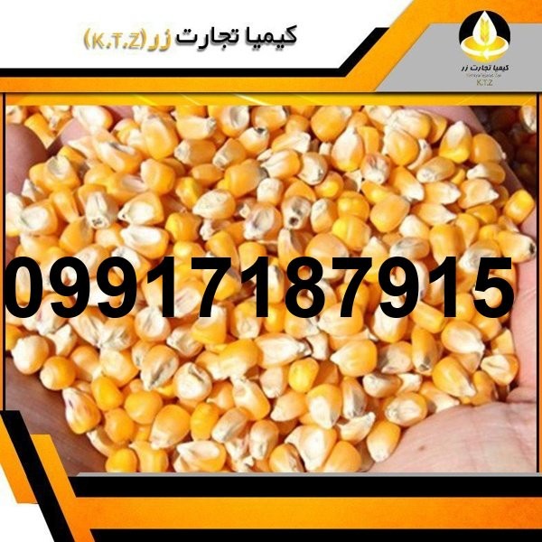 قیمت روز ذرت برزیلی بندر امام_2