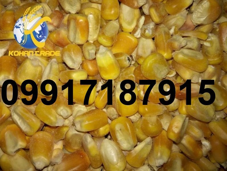 قیمت روز ذرت برزیلی بندر امام_3
