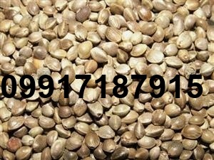 قیمت روز شاهدانه_2