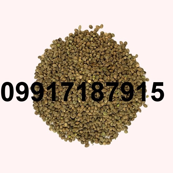 قیمت روز شاهدانه_3