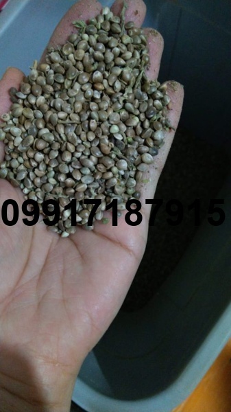 قیمت روز شاهدانه_6