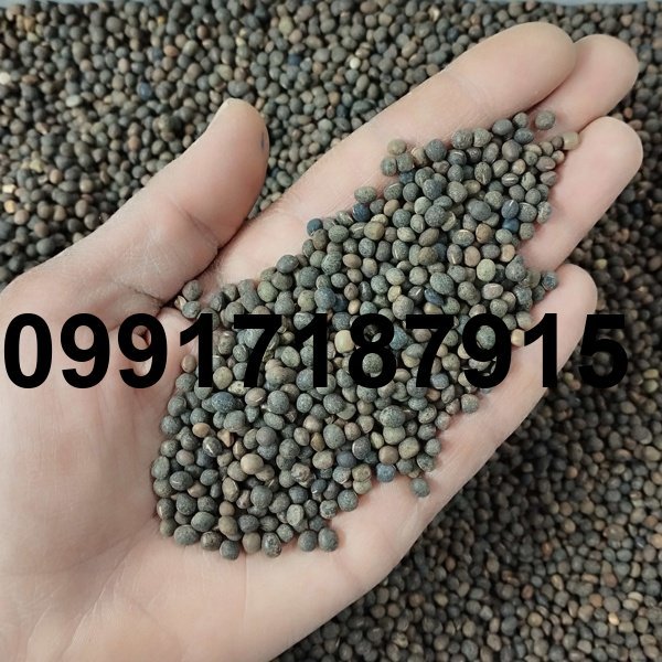 قیمت روز قره ماش_4