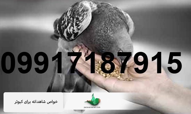قیمت شاهدانه برای کبوتر_7