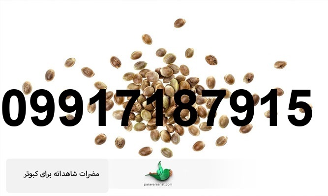 قیمت شاهدانه برای کبوتر_8