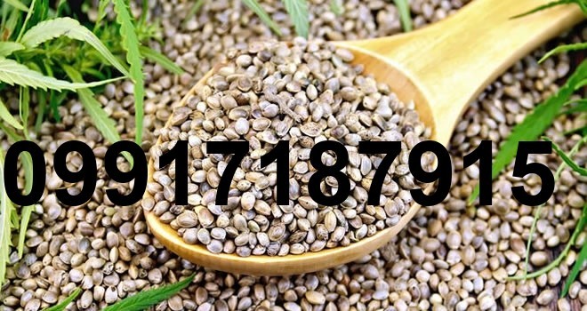 قیمت شاهدانه برای کبوتر_9