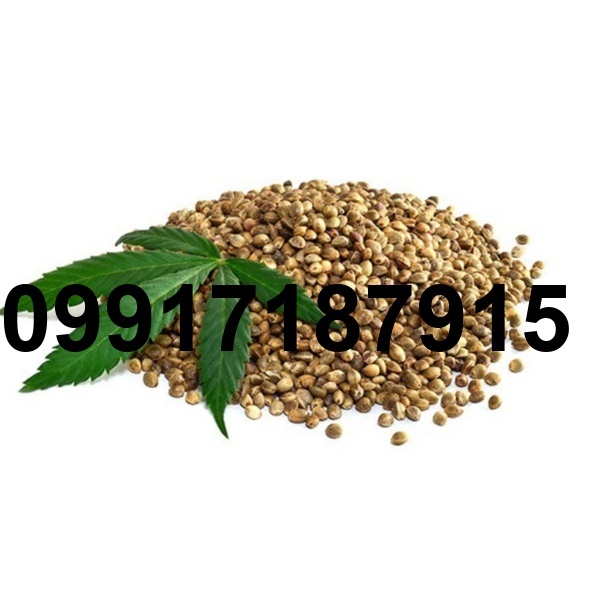 قیمت شاهدانه در بازار_6