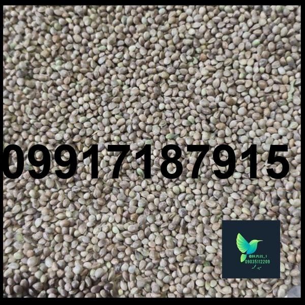 قیمت شاهدانه ریز برای سهره_2