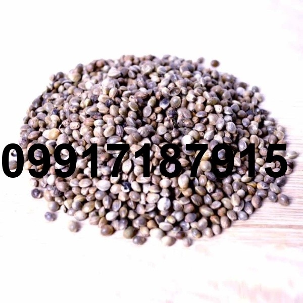 قیمت شاهدانه ریز برای سهره_8