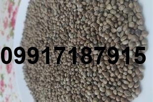 قیمت شاهدانه عمده_7