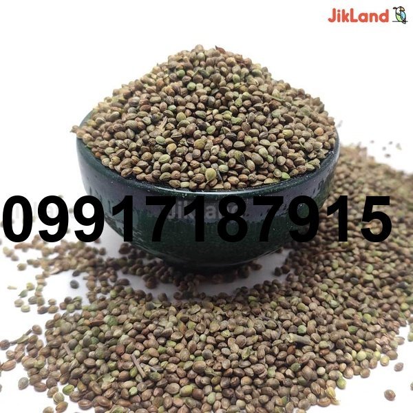 قیمت شاهدانه پرنده_1