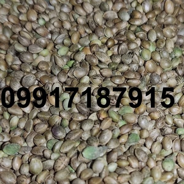 قیمت شاهدانه پرنده_7