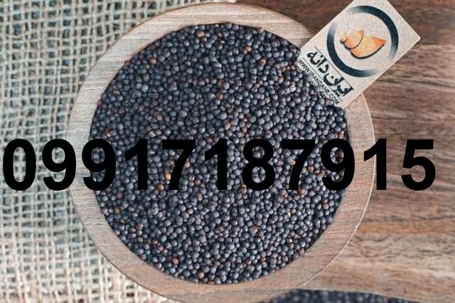 قیمت عمده کلزا_8