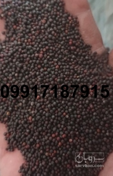 قیمت عمده کلزا_4
