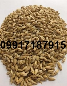 قیمت فروش جو_10