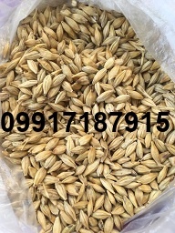قیمت فروش جو دامی امروز_2