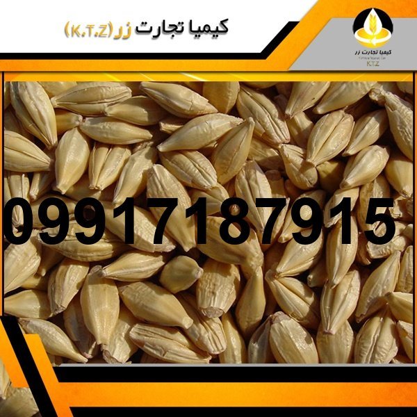 قیمت فروش جو دامی امروز_5