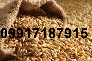 قیمت فروش جو دامی امروز_9