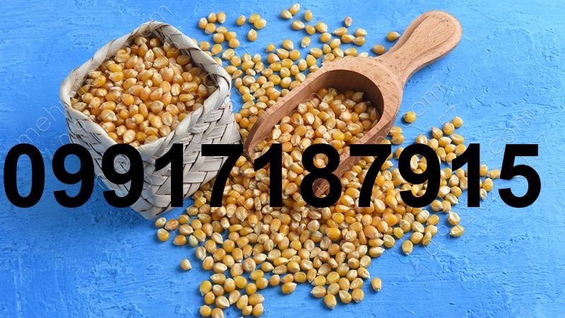 قیمت فروش ذرت_10