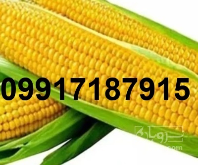 قیمت فروش ذرت_2