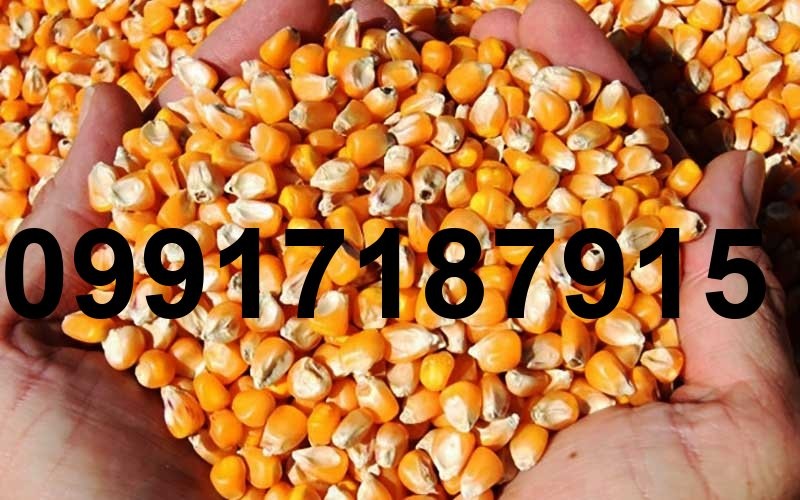 قیمت فروش ذرت_9