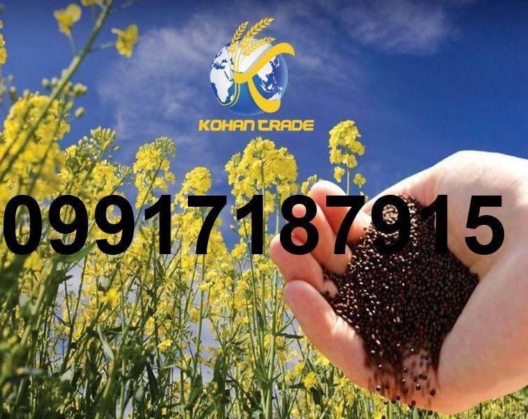 قیمت فروش کلزا_6