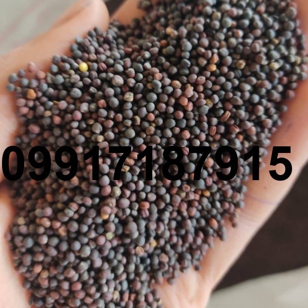 قیمت فروش کلزا_8