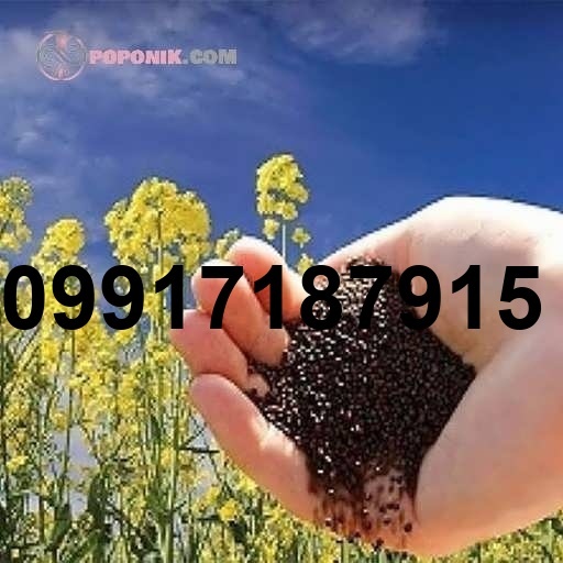 قیمت فروش کلزا_9