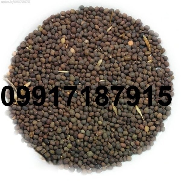قیمت قره ماش سیاه_4