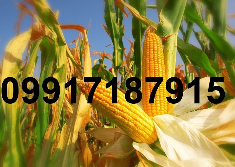 قیمت هر تن ذرت_10