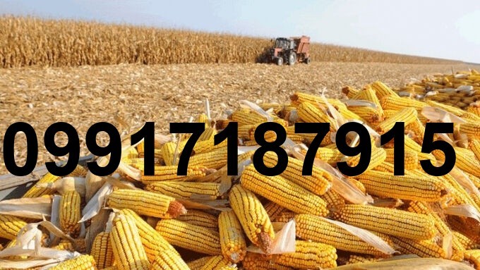 قیمت هر تن ذرت_2