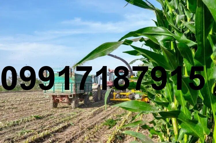 قیمت هر تن ذرت_6
