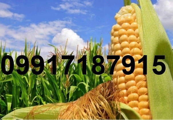 قیمت هر تن ذرت_8
