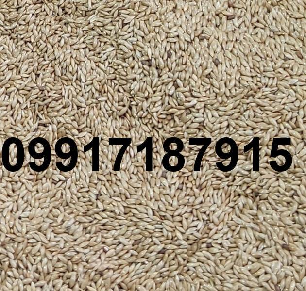 قیمت هر کیلو تخم کتان_1