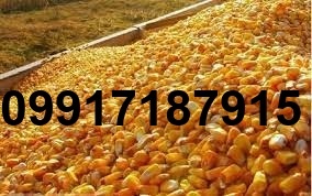 قیمت هر کیلو ذرت_10