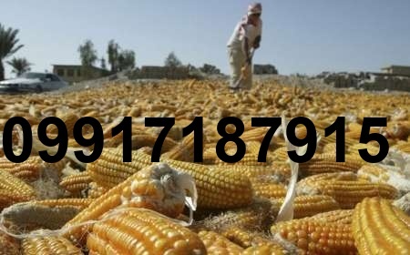 قیمت هر کیلو ذرت_6