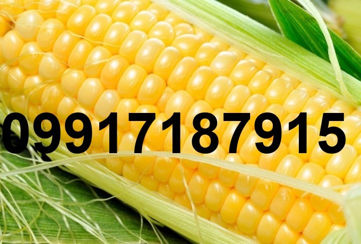 قیمت هر کیلو ذرت_9