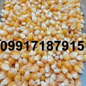 قیمت هر کیلو ذرت پفیلا_1