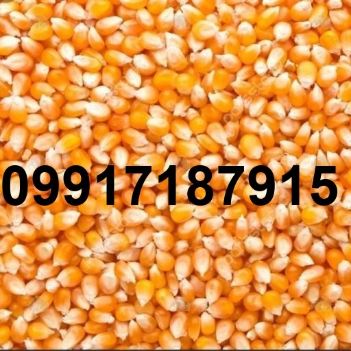 قیمت هر کیلو ذرت پفیلا_10