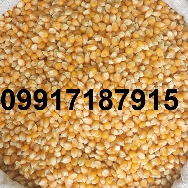 قیمت هر کیلو ذرت پفیلا_5