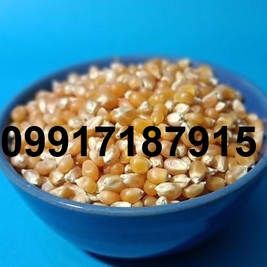 قیمت هر کیلو ذرت پفیلا_6