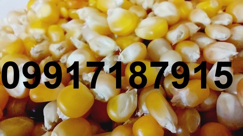 قیمت هر کیلو ذرت پفیلا_7
