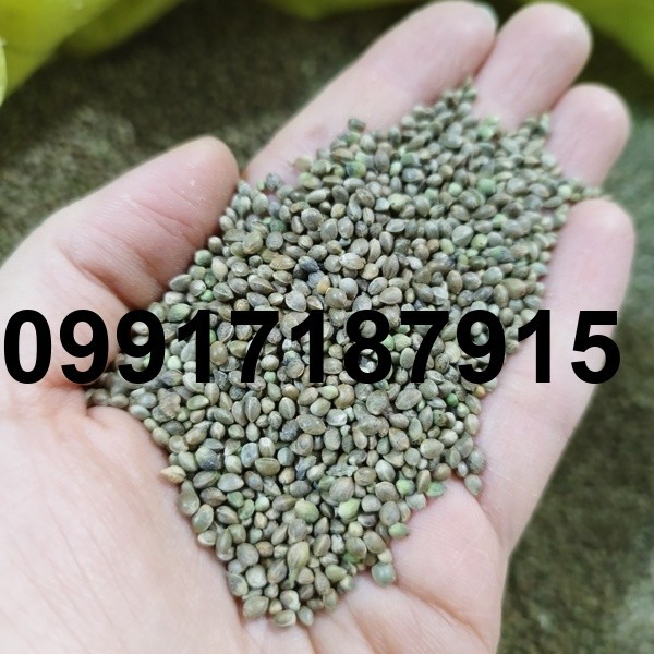 قیمت هر کیلو شاهدانه_8