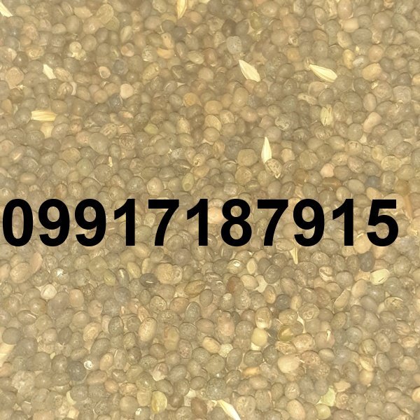 قیمت هر کیلو قره ماش_2