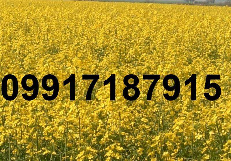 قیمت هر کیلو کلزا_10