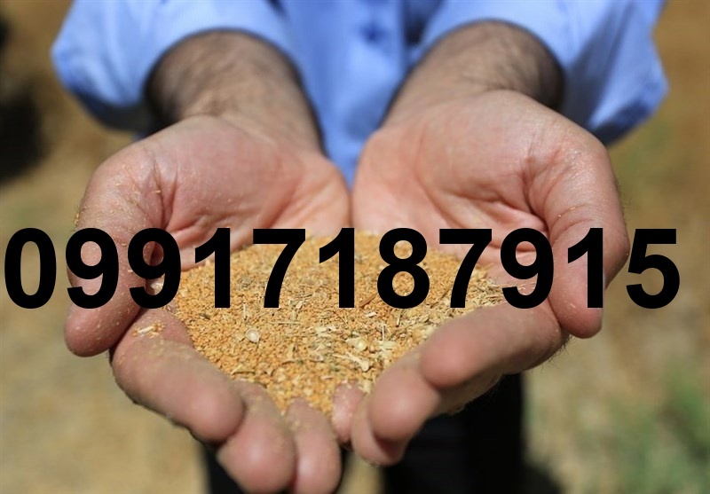 قیمت هر کیلو کلزا_3