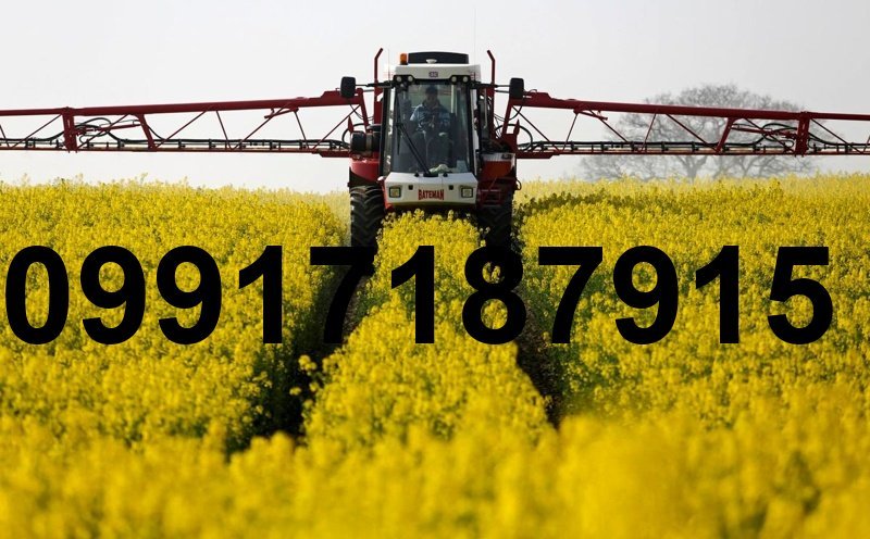 قیمت هر کیلو کلزا_4
